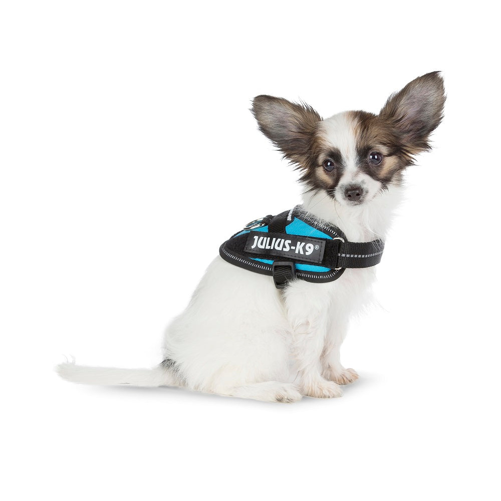 Arnés JULIUS K9 IDC Powerharness color aguamarina, reflectante y ergonómico para perros