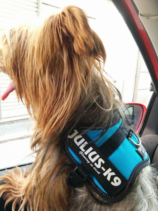 Arnés JULIUS K9 IDC Powerharness color aguamarina, reflectante y ergonómico para perros