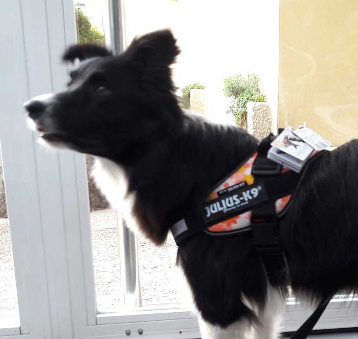 Arnés JULIUS K9 IDC Rosa con flores, reflectante y ergonómico para perros