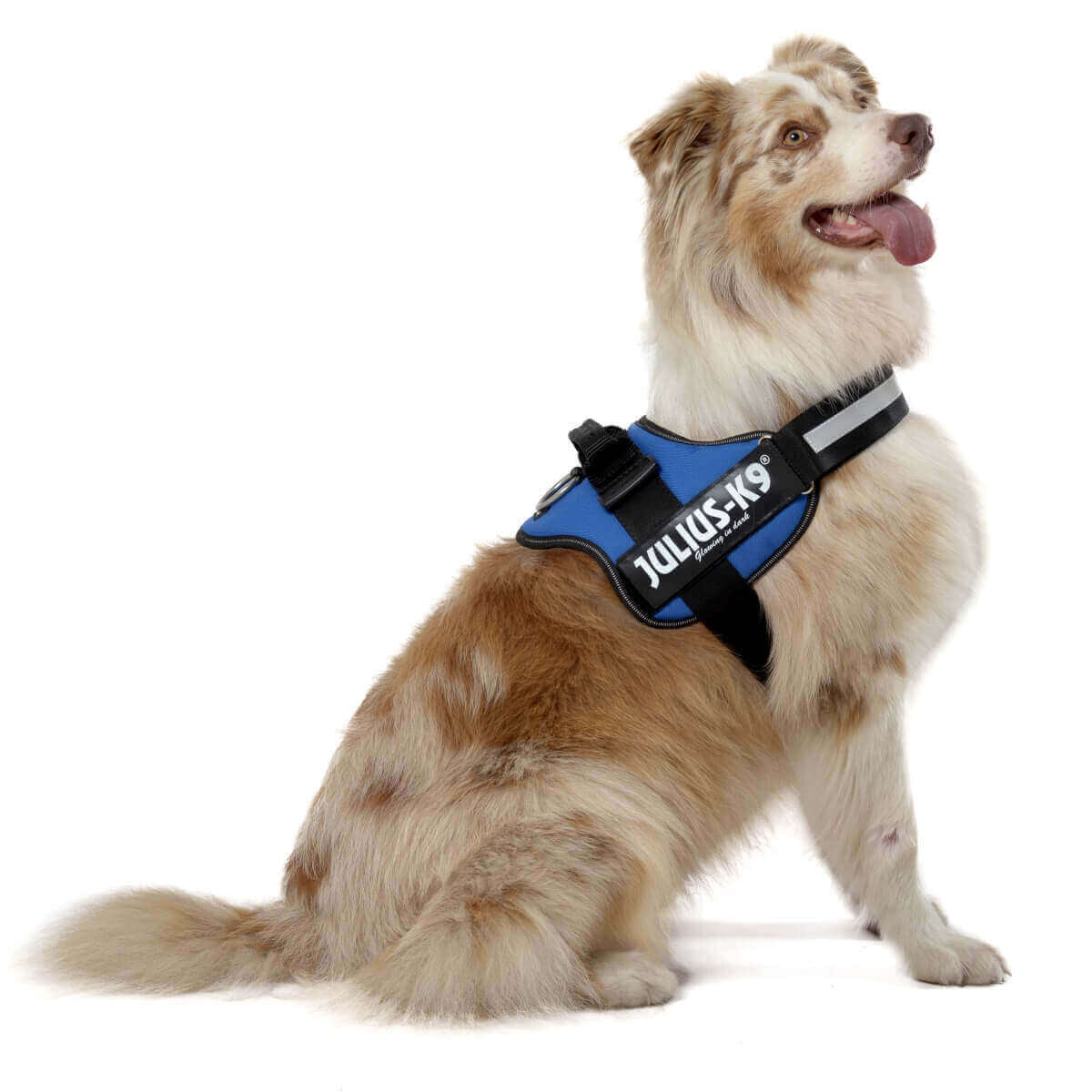 Perro usando el arnés JULIUS K9 IDC Powerharness azul, ideal para paseos seguros y cómodos