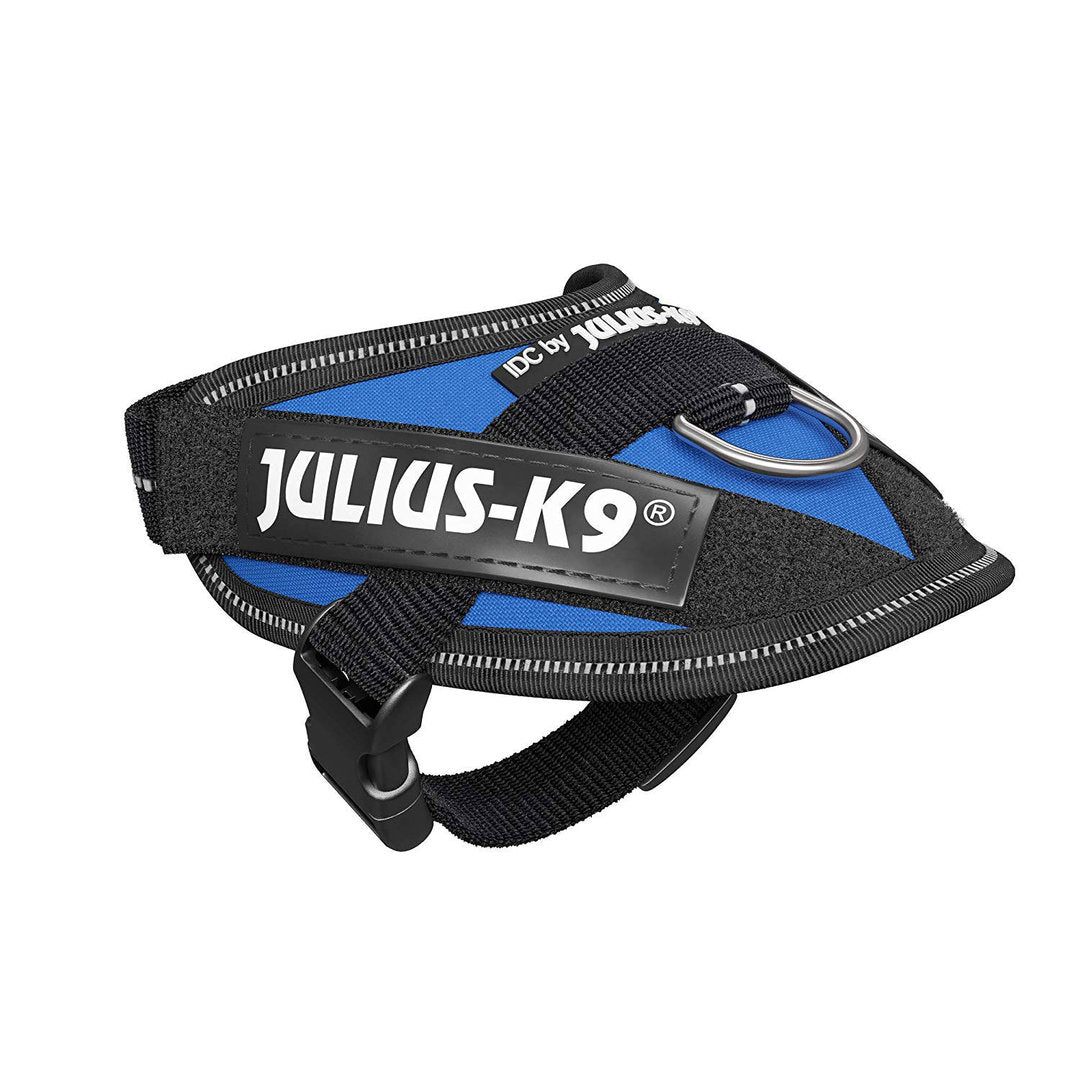 Perro usando el arnés JULIUS K9 IDC Powerharness azul, ideal para paseos seguros y cómodos