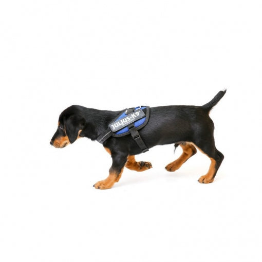 Perro usando el arnés JULIUS K9 IDC Powerharness azul, ideal para paseos seguros y cómodos