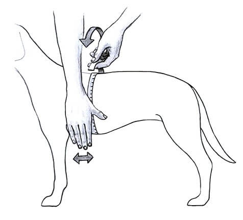 Perro usando el arnés JULIUS K9 IDC Powerharness azul, ideal para paseos seguros y cómodos