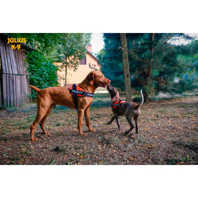 Perro con arnés JULIUS K9 IDC Powerharness naranja, cómodo y reflectante