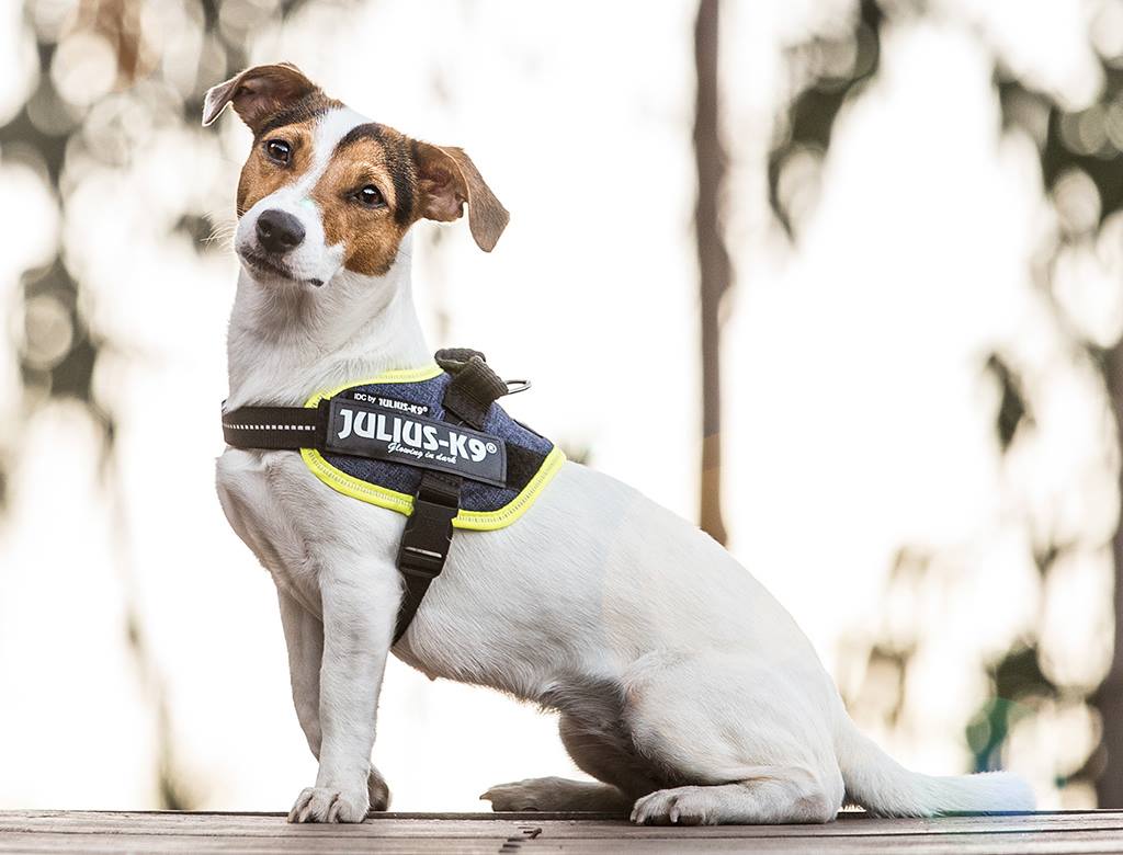 Arnés JULIUS-K9 IDC Powerharness diseño vaquero y neón para perros