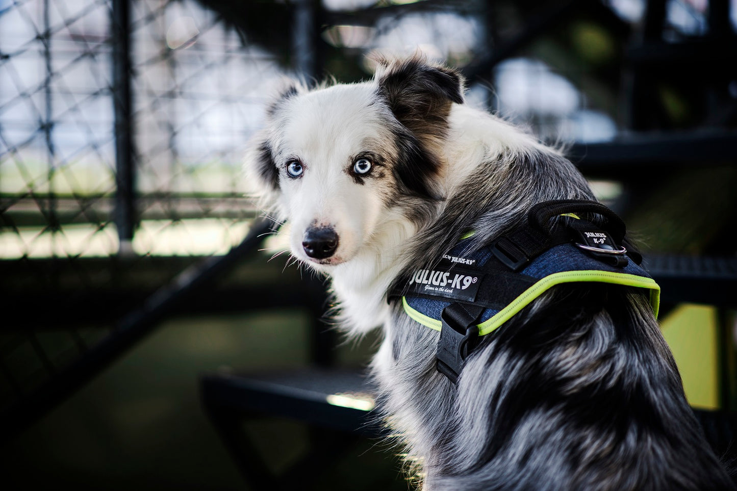 Arnés JULIUS-K9 IDC Powerharness diseño vaquero y neón para perros