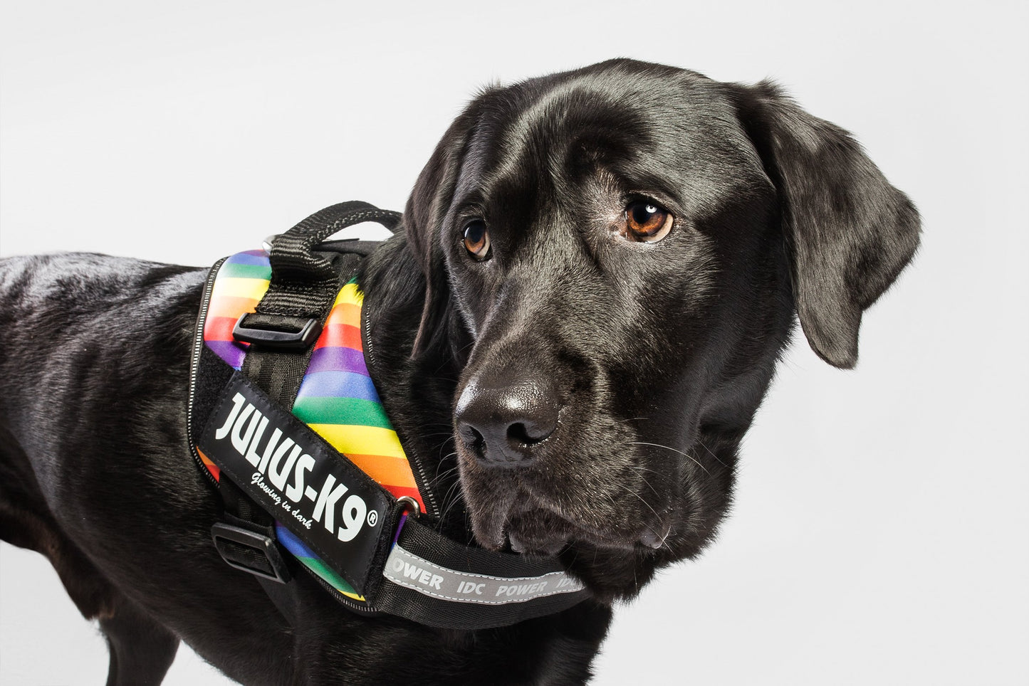Arnés JULIUS K9 IDC Powerharness Arco Iris reflectante y ergonómico para perros