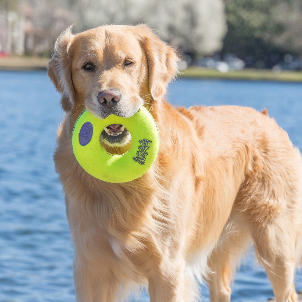 KONG AirDog Squeaker Donut — juguete donut con chirriador y material no abrasivo para buscar y recoger