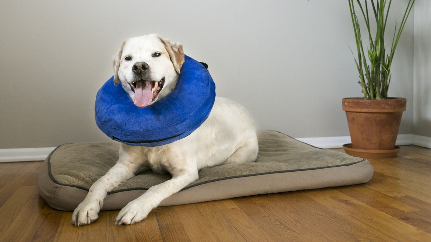 KONG Cloud collar isabelino hinchable azul para perros y gatos