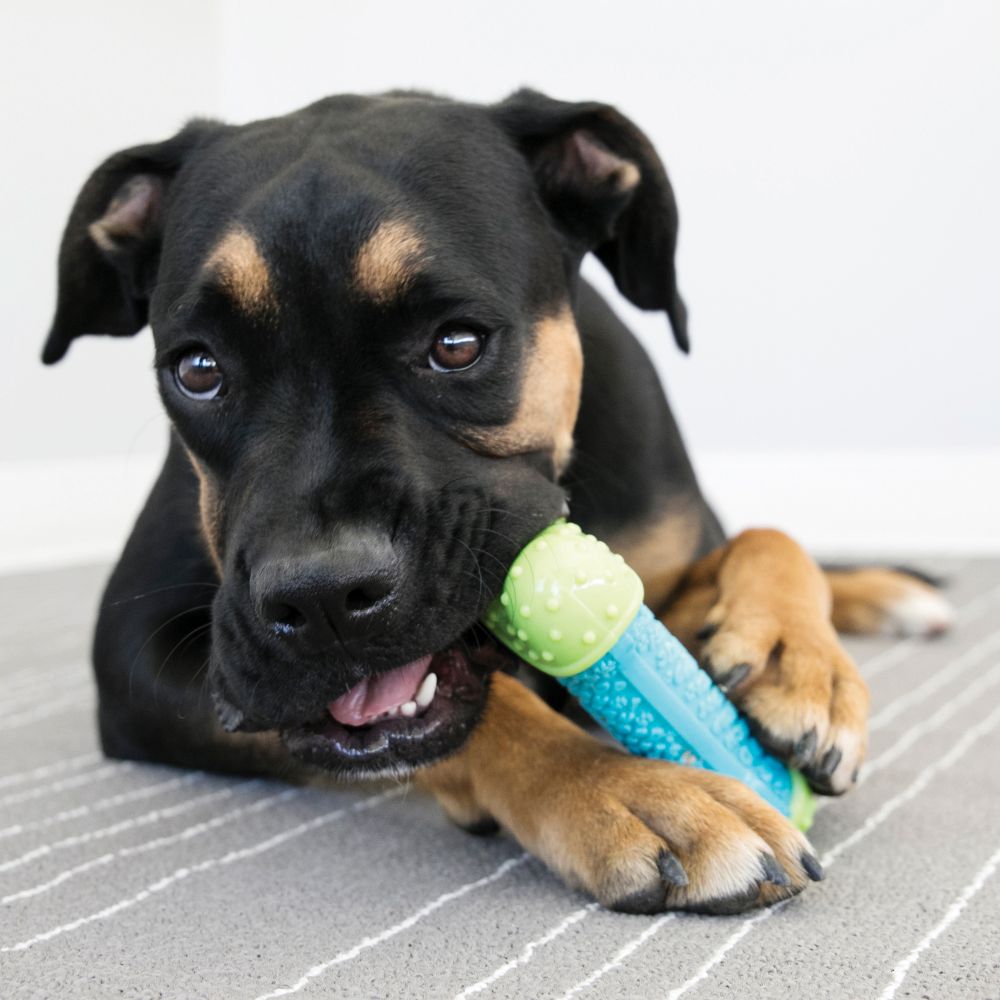 Pelota KONG CoreStrength para perros con núcleo reforzado y relieve texturizado