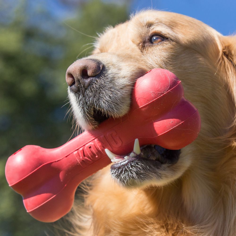 KONG Goodie Bone Rojo hueso dispensador de golosinas para perros con Denta-Ridges