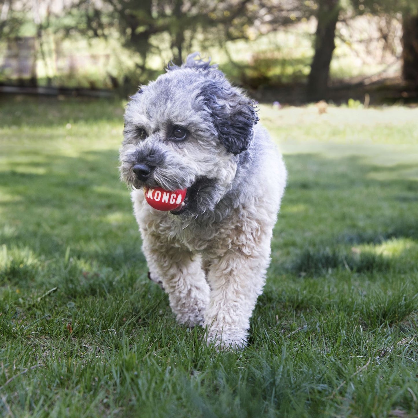 Pelotas KONG Holiday Signature Balls talla M pack 2 para perros