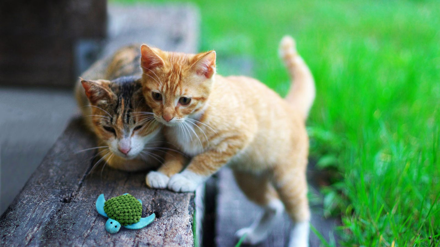 Gato jugando con KONG Refillables rellenable con catnip