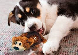 KONG Shells Bear para perros, peluche interactivo con caparazón resistente y barriga chirriante disponible en Gabo y Gordo E Shop.