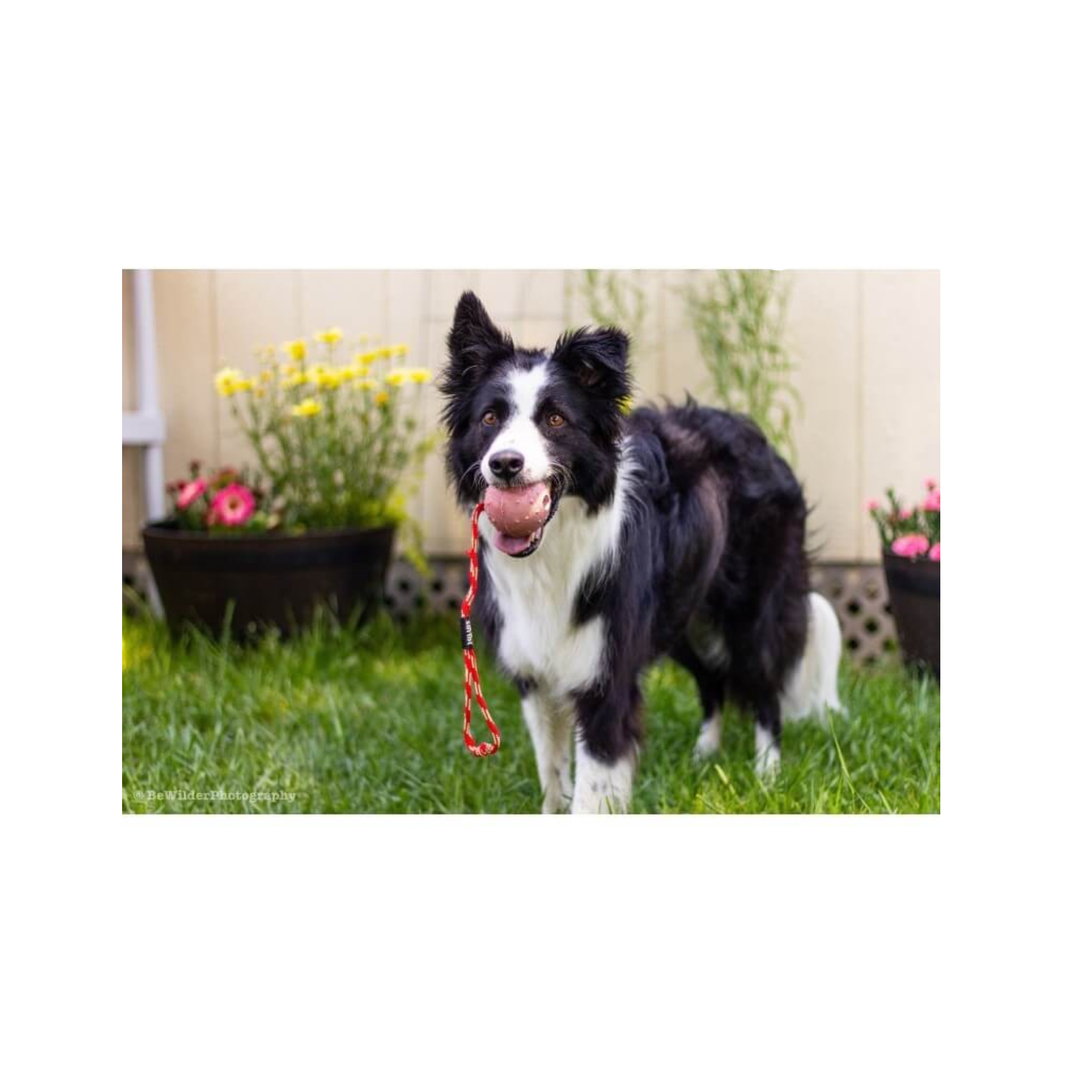JULIUS K9 PELOTA IDC CON CUERDA C/ASA