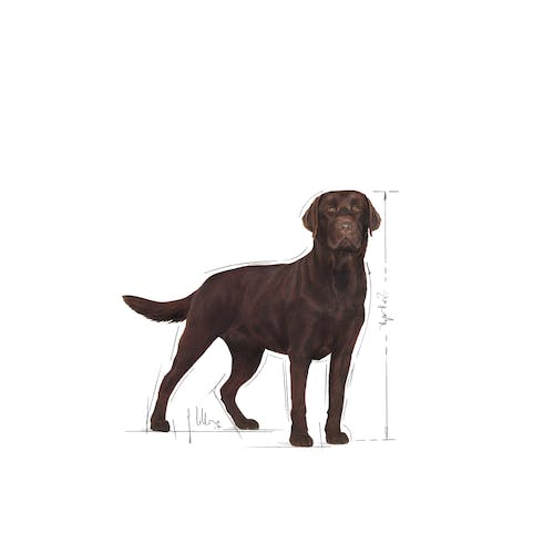 Royal Canin Labrador Retriever Adult Sterilised 12 kg pienso en Gran Canaria Gabo y Gordo E Shop