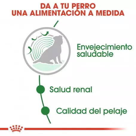 Pack de 12 sobres Royal Canin Mini Ageing 12+ para perros mayores