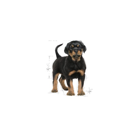 Royal Canin Rottweiler Puppy 12 kg pienso cachorro raza grande en Gran Canaria Gabo y Gordo E Shop