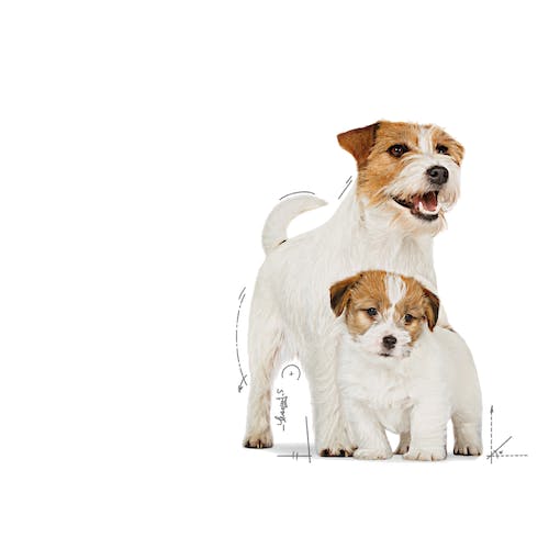 Royal Canin Starter Mother & Babydog mousse 12x195g para perra gestante y cachorros Gabo y Gordo E Shop Gran Canaria