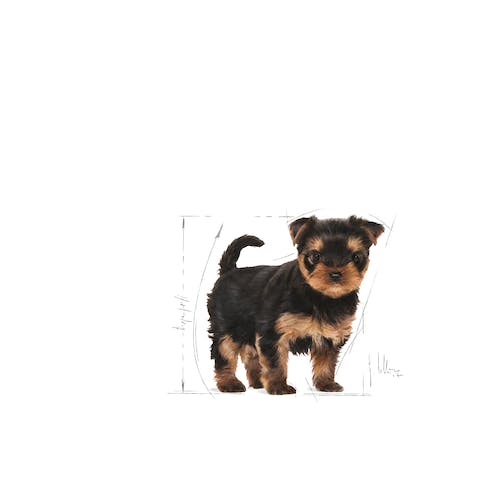 Royal Canin Yorkshire Terrier Puppy pienso para cachorro hasta 10 meses Gabo y Gordo E Shop Gran Canaria