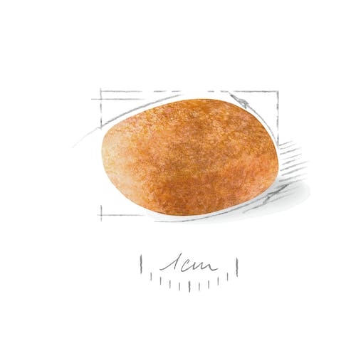 ROYAL CANIN DALMATA ADULTO 12 kg Gabo y Gordo E Shop, la mejor tienda online en Gran Canaria, Islas Canarias, España, tienda online para mascotas, perros, gatos, conejos, tortugas, animales, accesorios para mascotas en general. 
Gabo y Gordo E Shop is the best online pet shop in Gran Canaria, Canary Islands, Spain.