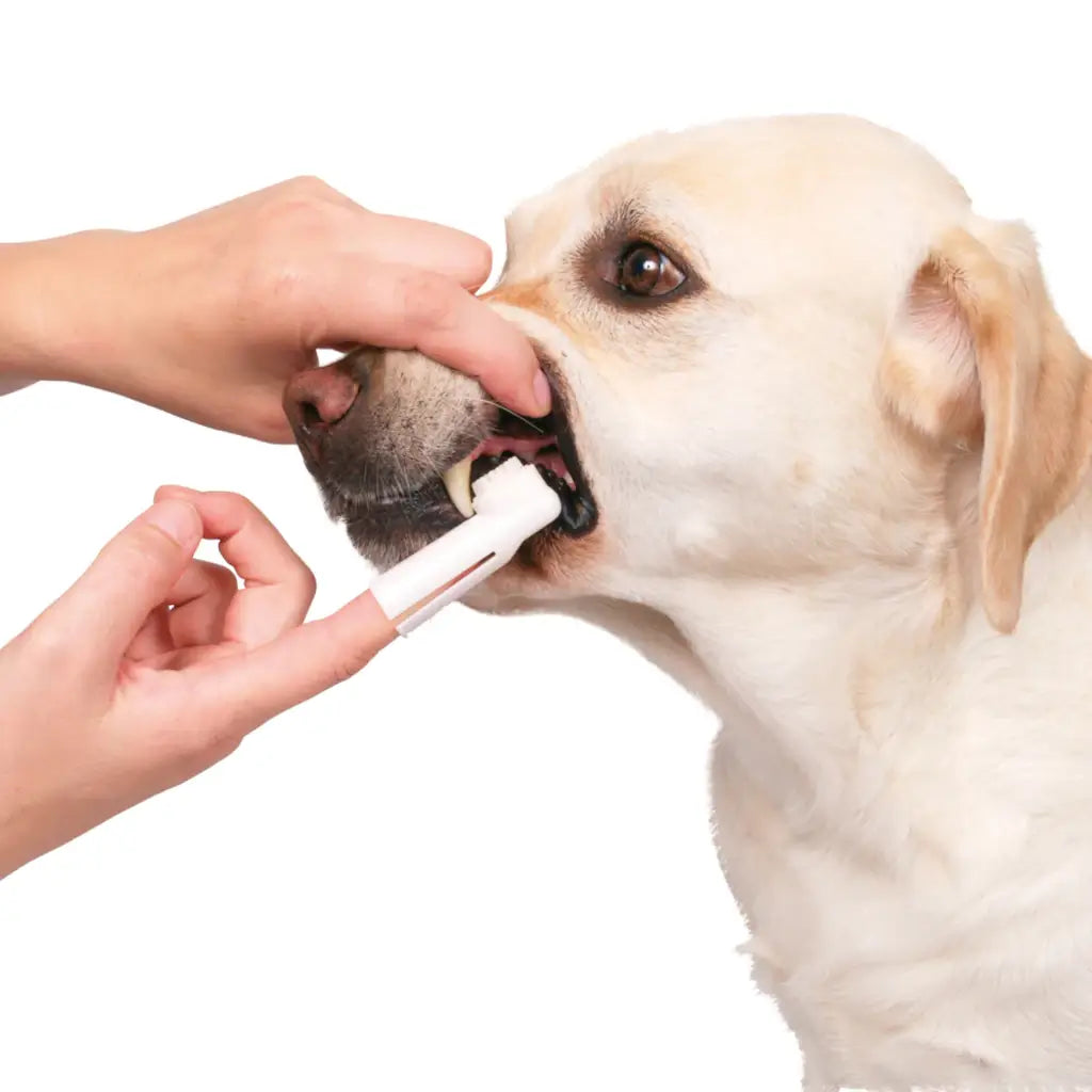 Set dental TRIXIE para perros con pasta, cepillos de dedo y masajeador