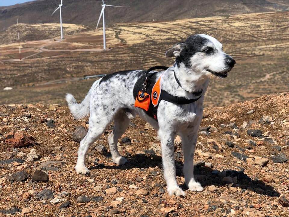 Tre Ponti dispensador de bolsas para perros negro.  Gabo y Gordo Pet Shop en Las Palmas de Gran Canaria tienda para mascotas, perros, gatos, conejos, tortugas, animales, accesorios para mascotas. 