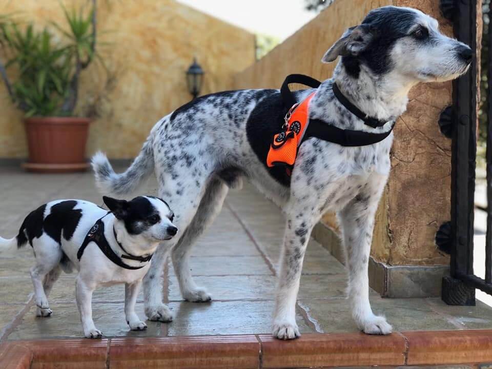 Tre Ponti dispensador de bolsas para perros negro.  Gabo y Gordo Pet Shop en Las Palmas de Gran Canaria tienda para mascotas, perros, gatos, conejos, tortugas, animales, accesorios para mascotas. 