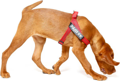 ULIUS K9 IDC Arnés Cinta Grey y Rojo Para Perros Gabo&Gordo Pet Shop en Las Palmas de Gran Canaria tienda para mascotas, perros, gatos, conejos, tortugas, animales, accesorios para mascotas