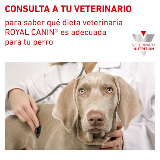 ROYAL CANIN Diabetic | Alimento dietético completo para perros adultos.  Gabo y Gordo Pet Shop en Las Palmas de Gran Canaria tienda para mascotas, perros, gatos, conejos, tortugas, animales, accesorios para mascotas.