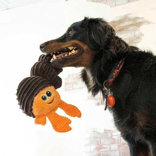 Kong Juguete peluche Cuteseas Rufflez Cangrejo Ermitaño.  Gabo y Gordo E Shop, la mejor tienda online en Gran Canaria, Islas Canarias, España, tienda online para mascotas, perros, gatos, conejos, tortugas, animales, accesorios para mascotas en general. 
Gabo y Gordo E Shop is the best online pet shop in Gran Canaria, Canary Islands, Spain.
