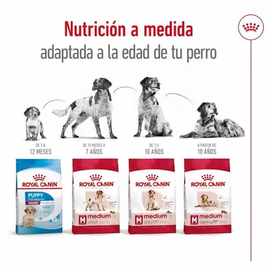 ROYAL CANIN Medium Ageing Adult 10+ Gabo y Gordo E Shop, la mejor tienda online en las Islas Canarias, España, tienda online para mascotas, perros, gatos, conejos, tortugas, animales, accesorios para mascotas en general. 
