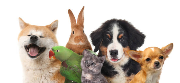 Gabo y Gordo Pet Shop, la mejor tienda online en las Islas Canarias, España, tienda online para mascotas, perros, gatos, conejos, tortugas, animales, accesorios para mascotas en general. 