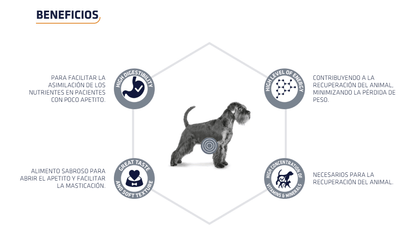 Tarrinas ADVANCE Recovery para perros y gatos adultos – comida húmeda de recuperación nutricional, pack de 11 x 100 g, disponible en Gabo y Gordo E Shop