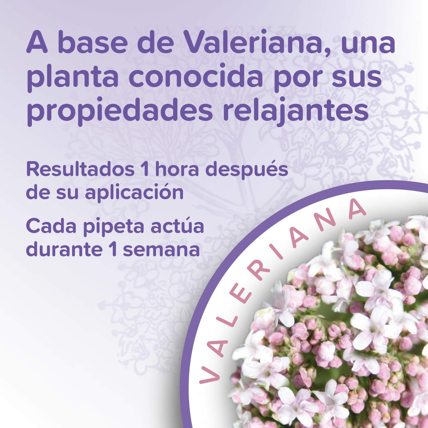 Beaphar Calming Spot On para gatos con valeriana 3 pipetas de 0,4 ml