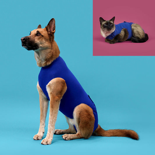Perro con camiseta postoperatoria KVP para recuperación tras cirugía