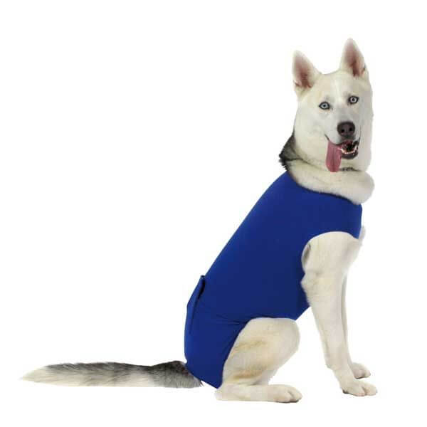 Perro con camiseta postoperatoria KVP para recuperación tras cirugía