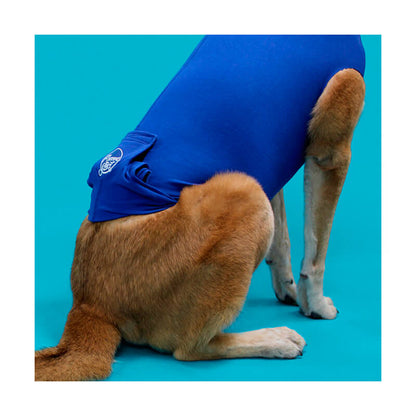 Perro con camiseta postoperatoria KVP para recuperación tras cirugía