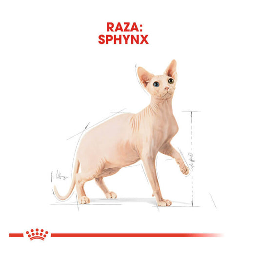 ROYAL CANIN Sphynx Adult  / Pienso Para Gatos. Gabo&Gordo Pet Shop en Las Palmas de Gran Canaria tienda para mascotas, perros, gatos, conejos, tortugas, animales