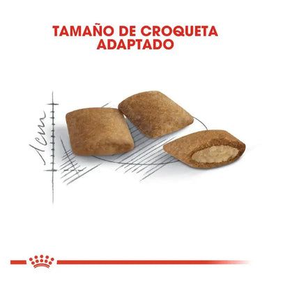ROYAL CANIN Ageing +12 / Pienso Para Gatos. Gabo y Gordo E Shop, la mejor tienda online en las Islas Canarias, España, tienda online para mascotas, perros, gatos, conejos, tortugas, animales, accesorios para mascotas en general. 
Gabo y Gordo E Shop in Canary Islands, the best store for pets, dogs, cats, rabbits, turtles, animals, pet accessories.