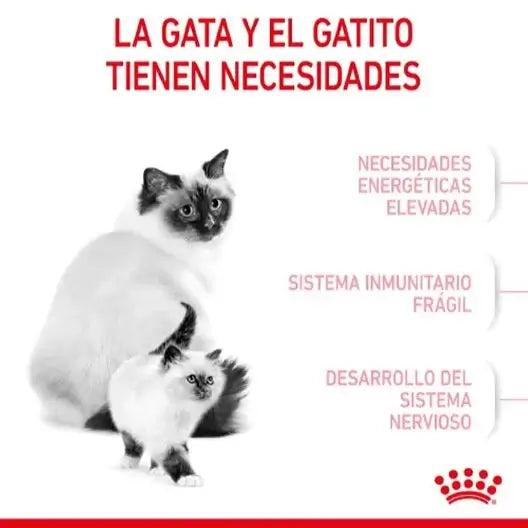 ROYAL CANIN Mother Babycat / Pienso Para Gatos. Gabo&Gordo Pet Shop en Las Palmas de Gran Canaria tienda para mascotas, perros, gatos, conejos, tortugas, animales