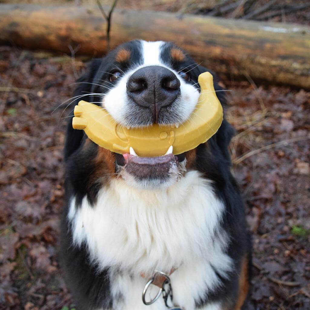 Duvo Garden Bites Fruity Friends, snack vegetariano para perros con batata, plátano, melocotón y pera, sin gluten y beneficios para la higiene dental.