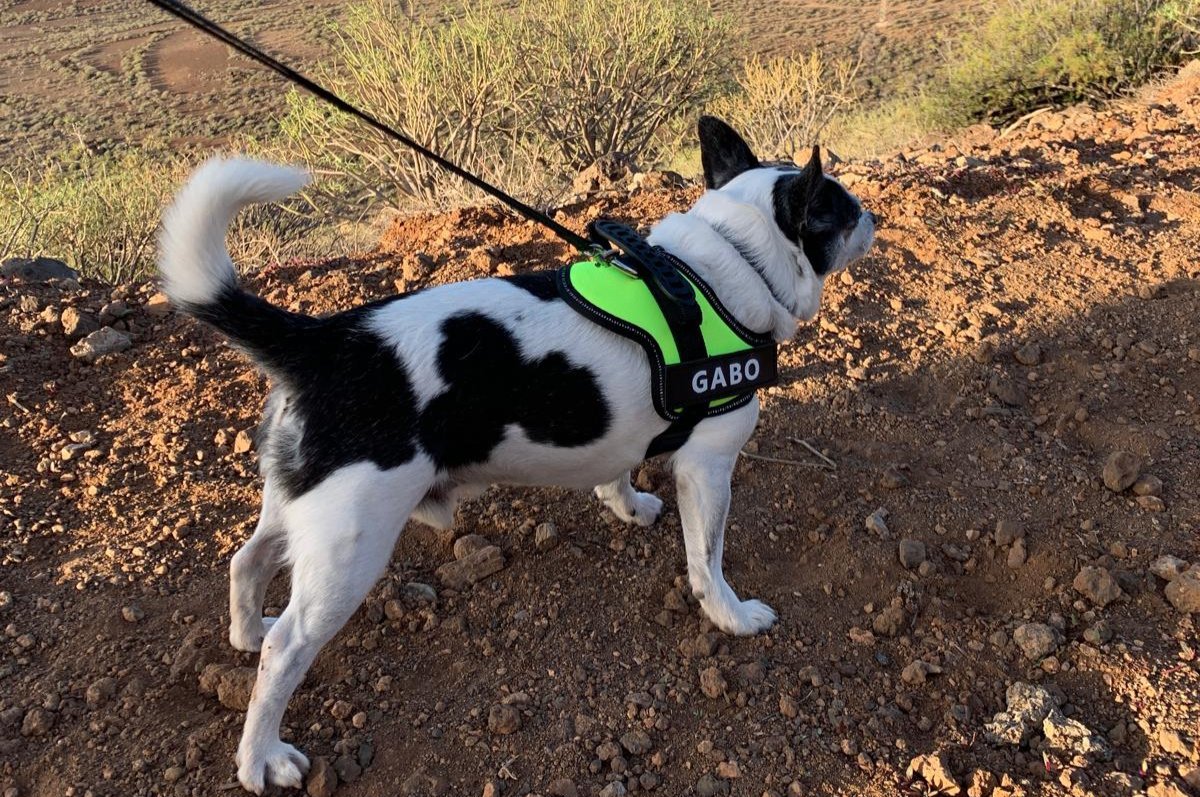 Gabo y Gordo Pet Shop, la mejor tienda online en las Islas Canarias, España, tienda online para mascotas, perros, gatos, conejos, tortugas, animales, accesorios para mascotas en general. 