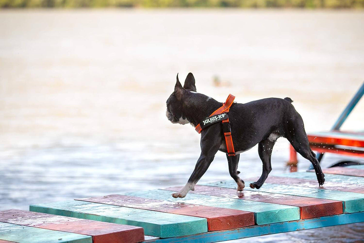 Arnés de cinta JULIUS K9 IDC en colores gris y naranja para perros.
