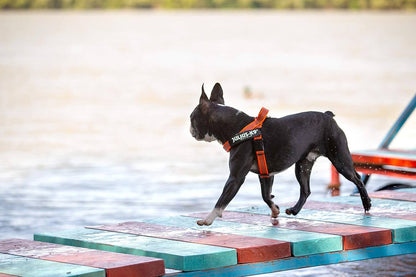 Arnés de cinta JULIUS K9 IDC en colores gris y naranja para perros.
