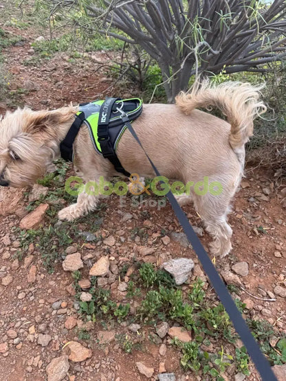 Gabo y Gordo E Shop, la mejor tienda online en Gran Canaria, Islas Canarias, España, tienda online para mascotas, perros, gatos, conejos, tortugas, animales, accesorios para mascotas en general. 
Gabo y Gordo E Shop is the best online pet shop in Gran Canaria, Canary Islands, Spain.
