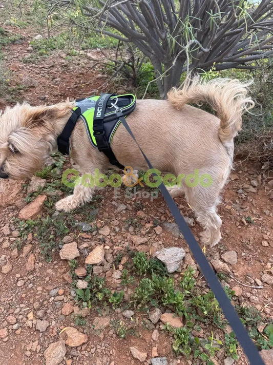 Gabo y Gordo E Shop, la mejor tienda online en Gran Canaria, Islas Canarias, España, tienda online para mascotas, perros, gatos, conejos, tortugas, animales, accesorios para mascotas en general. 
Gabo y Gordo E Shop is the best online pet shop in Gran Canaria, Canary Islands, Spain.
