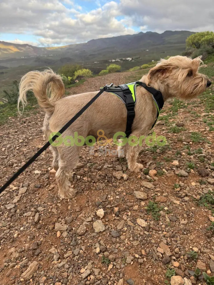 Arnés JULIUS K9 IDC Longwalk color neón gris para perros cómodo y seguro