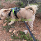 Gabo y Gordo E Shop, la mejor tienda online en Gran Canaria, Islas Canarias, España, tienda online para mascotas, perros, gatos, conejos, tortugas, animales, accesorios para mascotas en general. 
Gabo y Gordo E Shop is the best online pet shop in Gran Canaria, Canary Islands, Spain.
