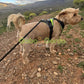 Gabo y Gordo E Shop, la mejor tienda online en Gran Canaria, Islas Canarias, España, tienda online para mascotas, perros, gatos, conejos, tortugas, animales, accesorios para mascotas en general. 
Gabo y Gordo E Shop is the best online pet shop in Gran Canaria, Canary Islands, Spain.
